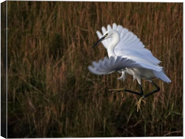 A bird flying over a field of tall grass Canvas Print by Trevor Coates