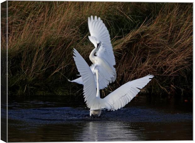 Little Egrets fighting Canvas Print by Trevor Coates