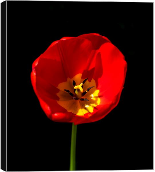 Red Tulip Canvas Print by Phil Page