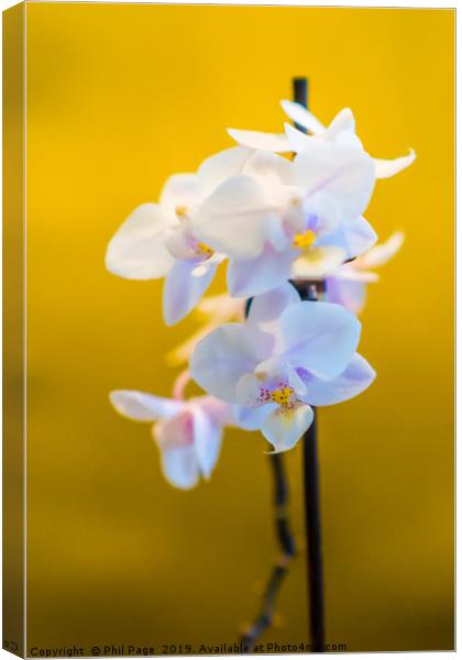 Contemporary Orchids Canvas Print by Phil Page