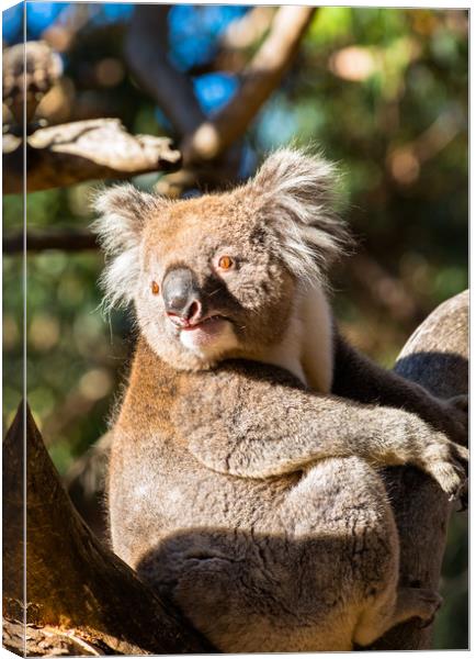 Koala on a tree Canvas Print by Andrew Michael