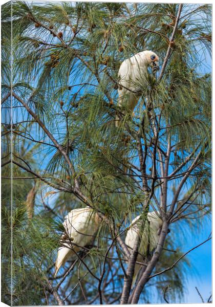 Goffin Cockatoos in the trees at Cape Byron Bay Canvas Print by Andrew Michael