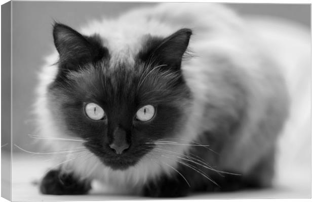 Ragdoll cat Canvas Print by Andrew Michael