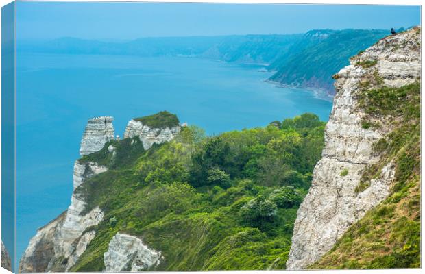 Clifftops between Beer and Branscombe Canvas Print by Andrew Michael
