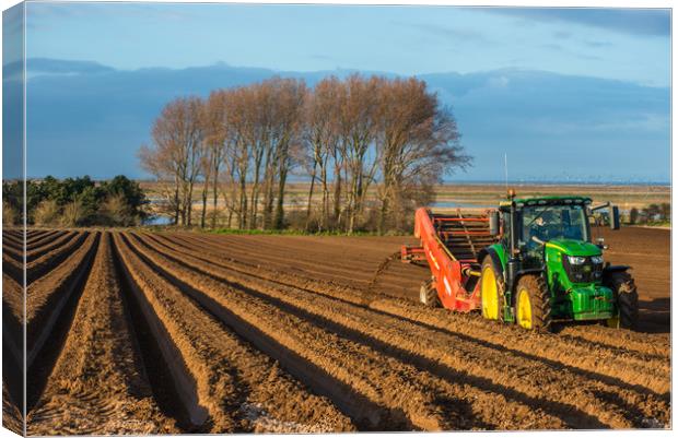 Norfolk tractor in a field Canvas Print by Andrew Michael