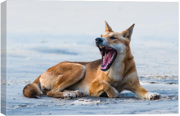 Fraser Island Dingo Canvas Print by Andrew Michael