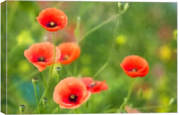 Red Poppies in a field Canvas Print by Andrew Michael