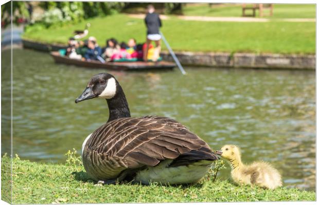 Canadian goose with baby gosling in Cambridge Canvas Print by Andrew Michael