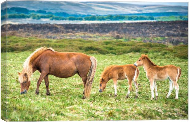 Dartmoor pony mare and two foals  Canvas Print by Andrew Michael