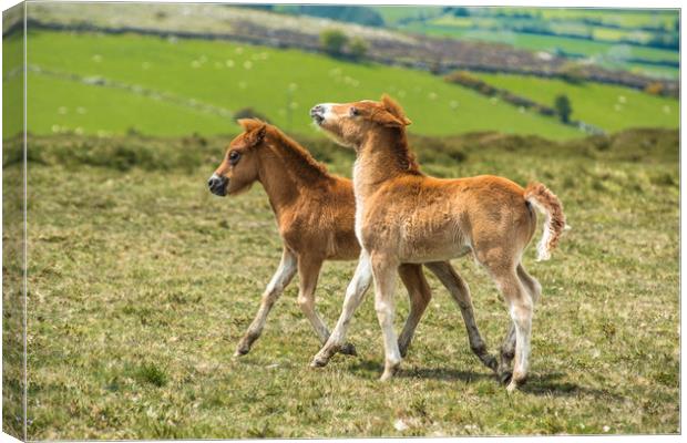 Two Dartmoor pony foals Canvas Print by Andrew Michael