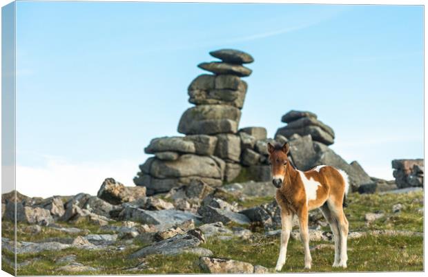 Dartmoor pony foal in front of Great Staple Tor Canvas Print by Andrew Michael