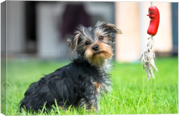 Yorkshire Terrier puppy Canvas Print by Andrew Michael
