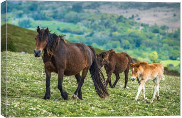 Dartmoor ponies Canvas Print by Andrew Michael
