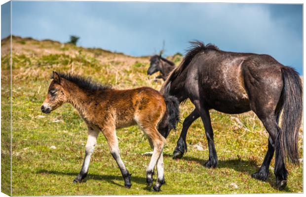 Dartmoor pony foal with mare Canvas Print by Andrew Michael