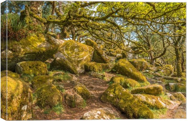 Wistmans Wood Dartmoor Canvas Print by Andrew Michael