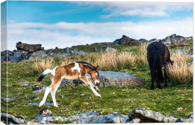 Frolicking baby pony on Dartmoor Canvas Print by Andrew Michael