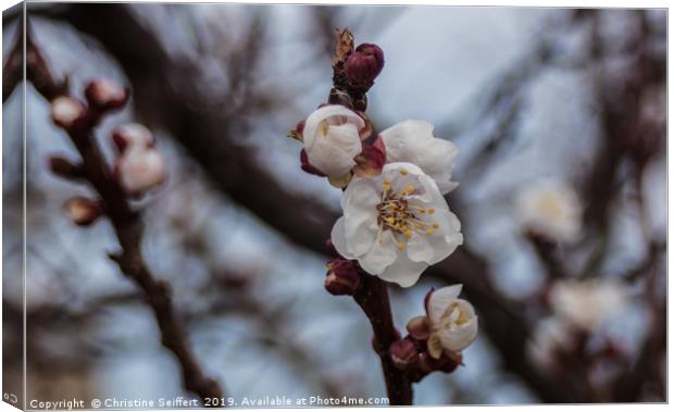 Almond blossom Canvas Print by Christine Seiffert