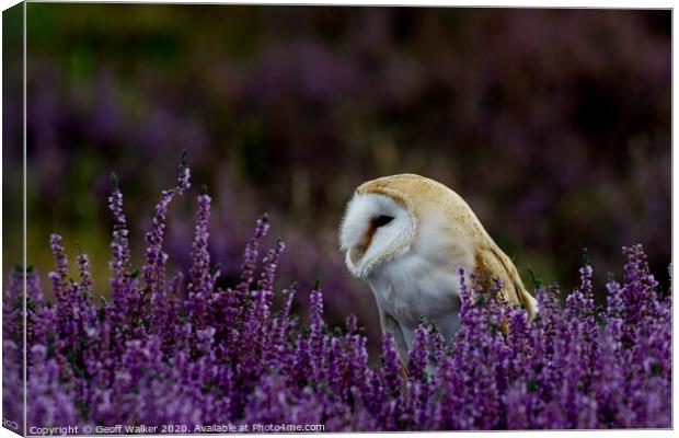 Barn owl  sat amongst heather Canvas Print by Geoff Walker