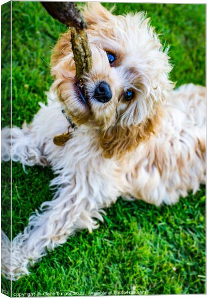 Close up of Cavapoo with stick  Canvas Print by Claire Turner