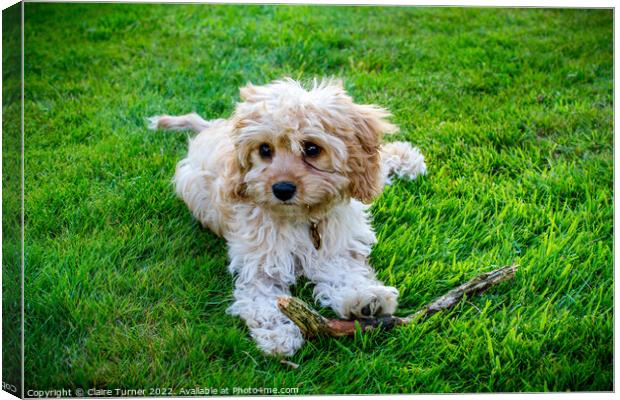 Cavapoo with stick  Canvas Print by Claire Turner