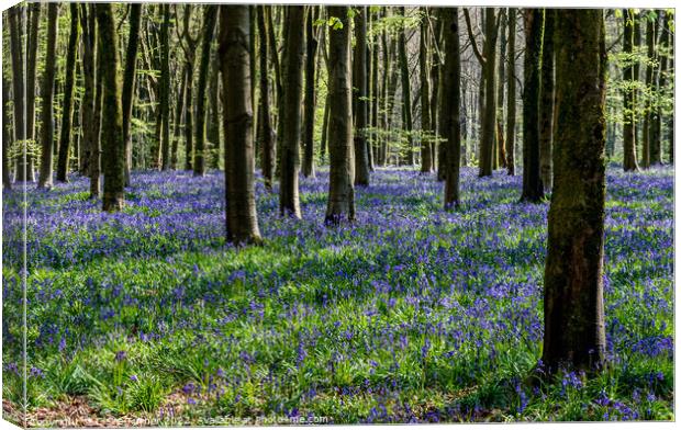 Bluebells in the wild woods #1 Canvas Print by Claire Turner