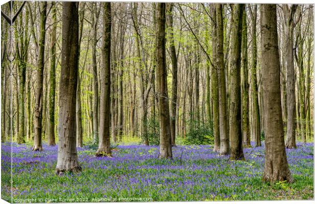 Bluebells in Wild Woods #3 Canvas Print by Claire Turner