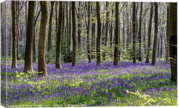 Bluebells in Wild Woods #2 Canvas Print by Claire Turner
