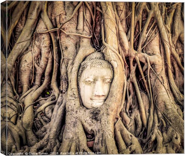 Buddha head in tree roots Canvas Print by Claire Turner