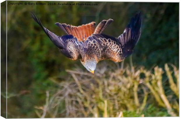 Red Kite Swooping Canvas Print by Gary Britton