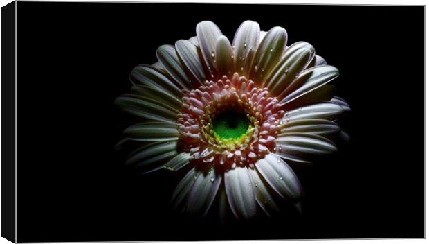 Lovely Germini-gerbera  Canvas Print by D Buttolph Photography