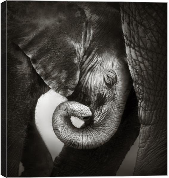 Baby elephant seeking comfort Canvas Print by Johan Swanepoel