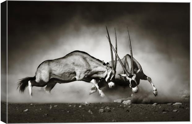 Gemsbok fight Canvas Print by Johan Swanepoel