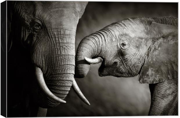 Elephant affection (Artistic processing) Canvas Print by Johan Swanepoel