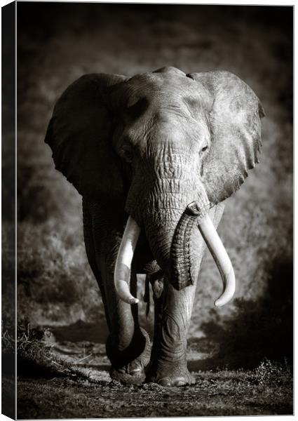 Elephant Bull with huge tusks Canvas Print by Johan Swanepoel
