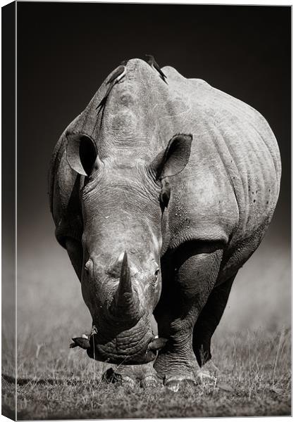White Rhinoceros  portrait Canvas Print by Johan Swanepoel