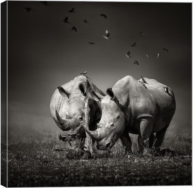 White Rhinoceros with birds Canvas Print by Johan Swanepoel