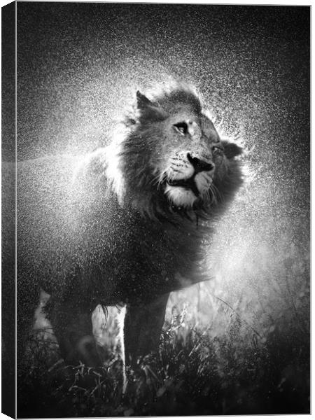 Lion shaking water from mane Canvas Print by Johan Swanepoel