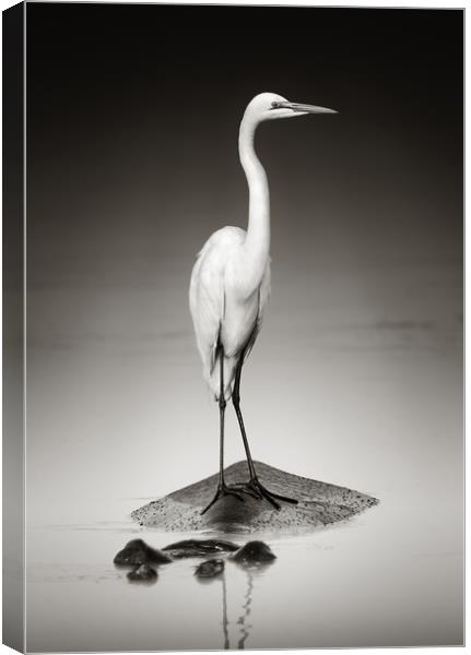 Great white egret perched on Hippopotamus Canvas Print by Johan Swanepoel