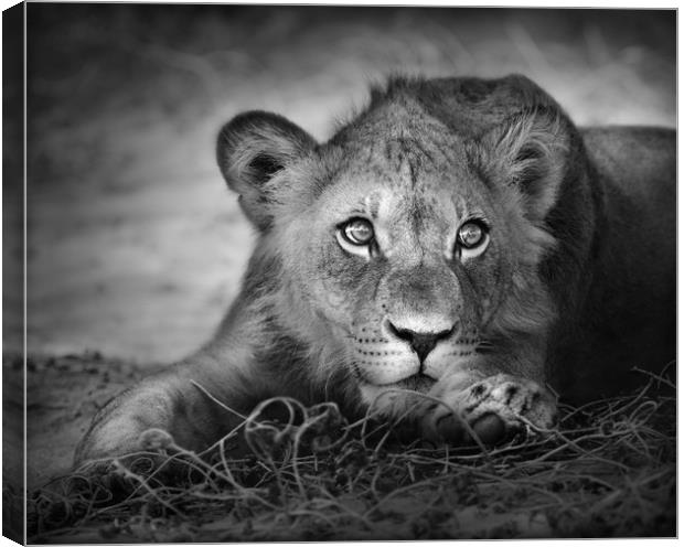 Young lion portrait Canvas Print by Johan Swanepoel