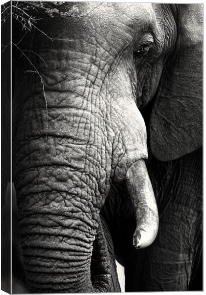 African Elephant close-up portrait Canvas Print by Johan Swanepoel