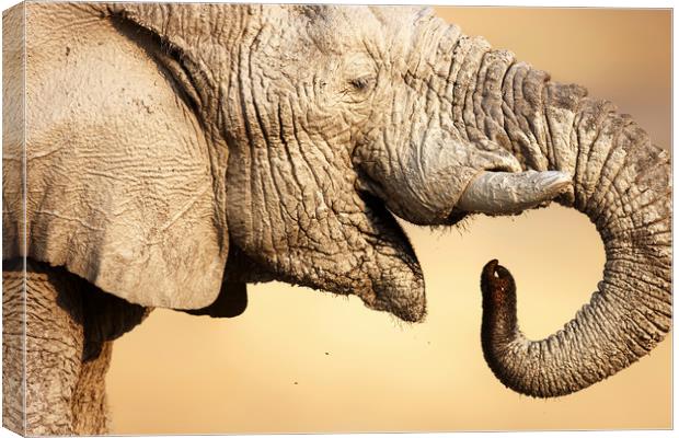 Muddy Elephant portrait Canvas Print by Johan Swanepoel