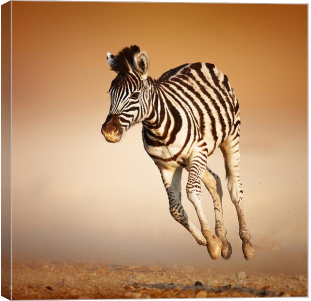 Zebra calf running Canvas Print by Johan Swanepoel