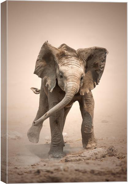 Elephant Calf mock charging Canvas Print by Johan Swanepoel