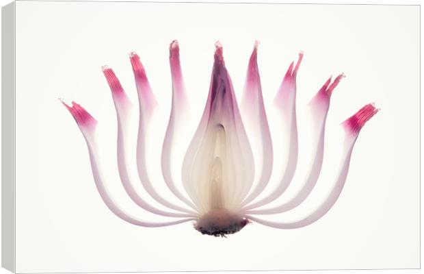 Red Onion Translucent peeled layers Canvas Print by Johan Swanepoel