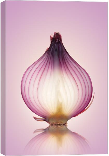 Red Onion Translucent Canvas Print by Johan Swanepoel