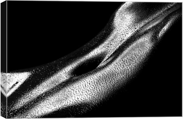 Female oily stomach close-up Canvas Print by Johan Swanepoel