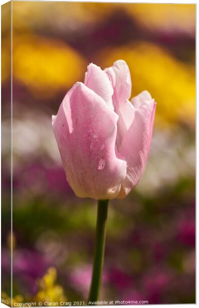 Pink Tulip  Canvas Print by Ciaran Craig