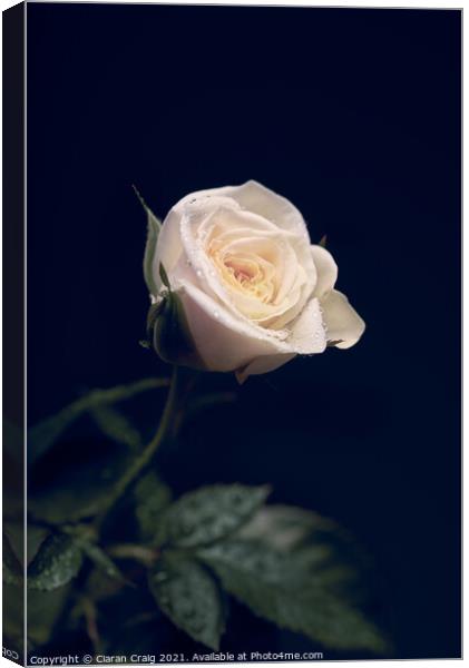 Little White Rose  Canvas Print by Ciaran Craig