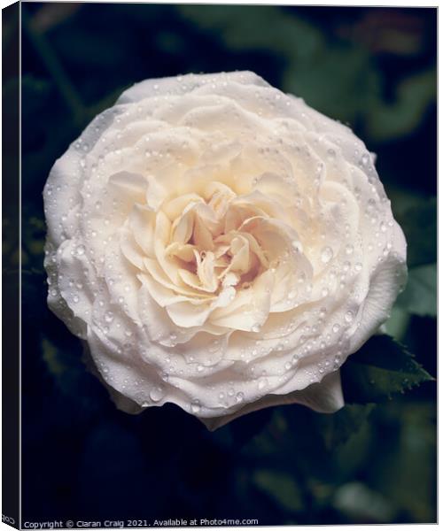 White Rose in Bloom  Canvas Print by Ciaran Craig