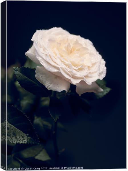 Delicate White Rose  Canvas Print by Ciaran Craig